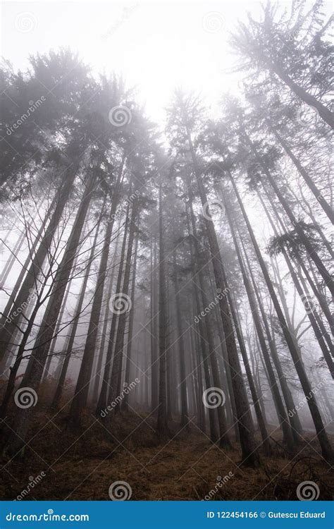 Misty Forest in Autumn on Transylvania Mountains Stock Photo - Image of romania, transylvania ...