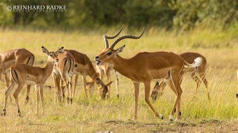 Impala - The Perfect Antelope - Matira Safari