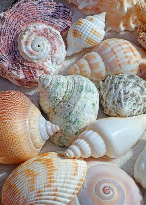 free seashell identification app - educaxcontic