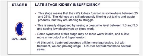 Stages Of Feline Chronic Kidney Disease - PetlifeCA