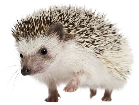 Hedgehog as a Pet Cost images