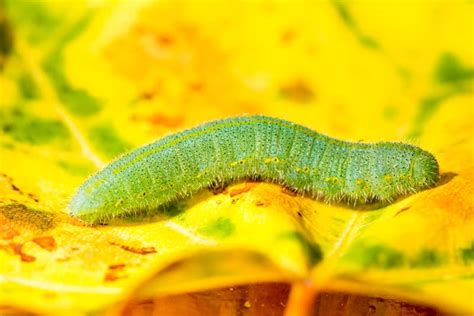 Green Caterpillar of a Butterfly Stock Photo - Image of animal, macro ...