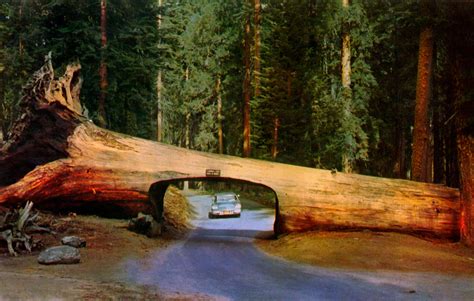 Tunnel Log in Sequoia National Park, California 1957 Plymouth