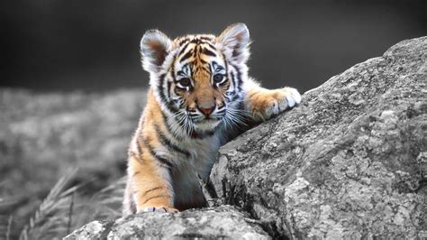 Baby White Tiger Wallpapers - Wallpaper Cave