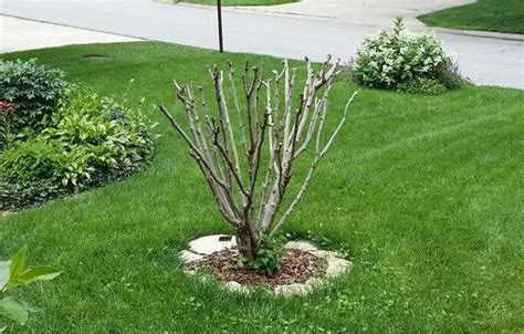 Pruning Rose of Sharon- How to trim Rose of Sharon - EnviEarth