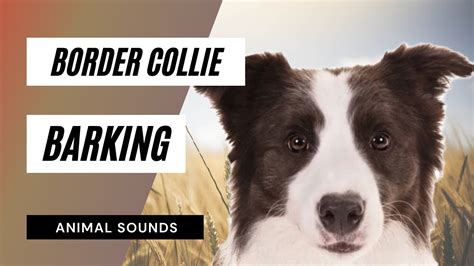 The Animal Sounds: Border Collie Barking Sound / Sound Effect ...