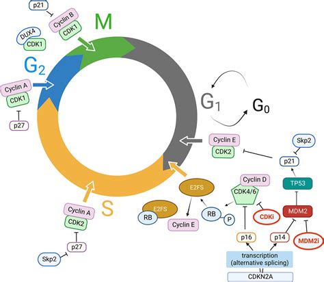 Frontiers | Targeting cyclin-dependent kinases in sarcoma treatment ...