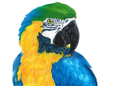 Macaw Drawing