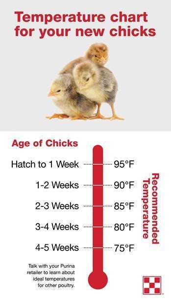 Baby chickens care – Artofit