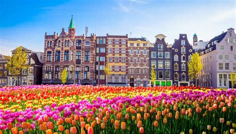 Tulip Season In Amsterdam 2024 - Lian Rosaline