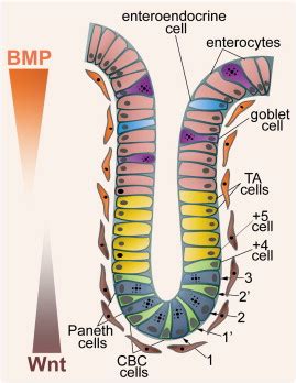 Cellular architecture in the crypt of the small intestine. | Download Scientific Diagram