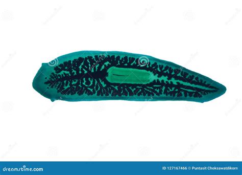 Planaria Flatworm Under Microscope View. Royalty-Free Stock Photo | CartoonDealer.com #127167447