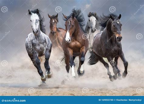 Horse herd run free stock photo. Image of group, fast - 169053740