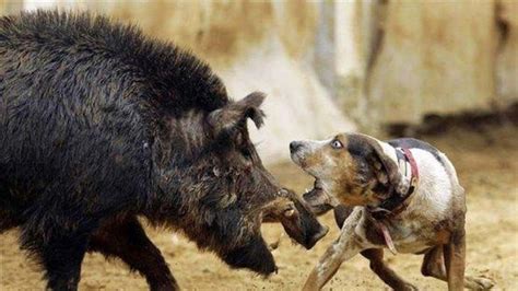 Is Pig Hunting With Dogs Illegal In Australia