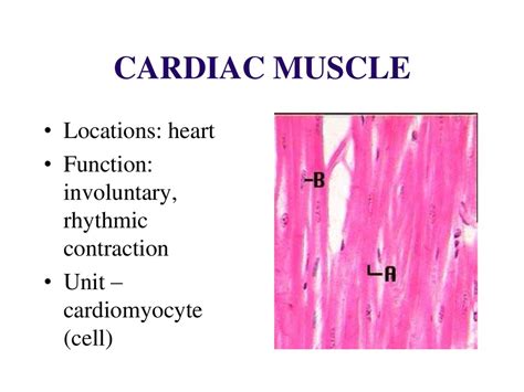 Muscle tissue - презентация онлайн