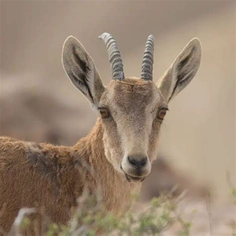 Nubian Ibex - Facts, Diet, Habitat & Pictures on Animalia.bio