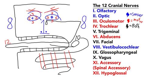 The 12 Cranial Nerves Mnemonic Study Sheet by XLpug.deviantart.com on @DeviantArt Nursing School ...