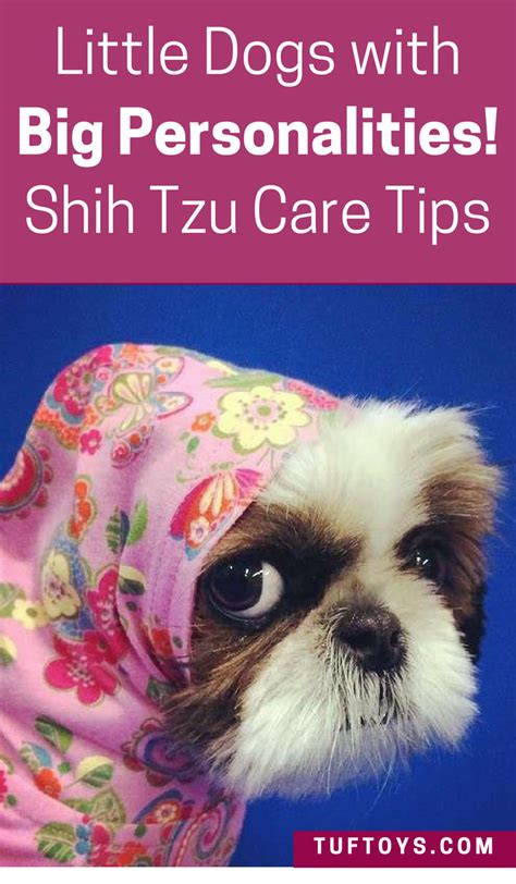 7 Top Tips For Shih Tzu Care: Tiny Dogs, Big Personalities! | Shih tzu puppy care, Shih tzu ...