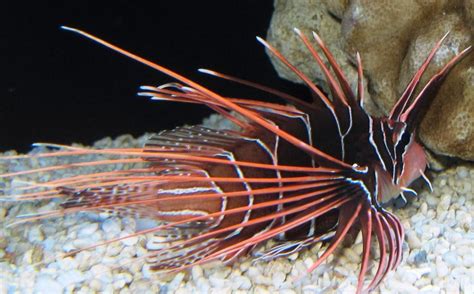 Radiata Lionfish (Pterois radiata) - Branson's Wild World