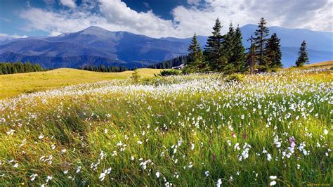 Meadow Desktop Wallpapers - Top Free Meadow Desktop Backgrounds ...