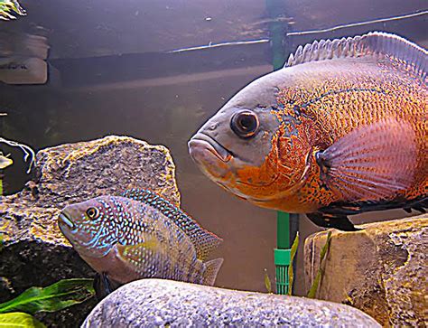 Oscar fish care sheet expert guide for beginners – Artofit