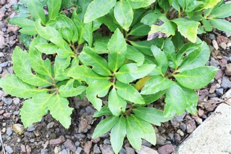 Christmas Rose, Helleborus niger - How to Plant and Care - Plantopedia