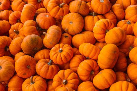 Pump Up the Pumpkin: 5 Reasons to Add This Super Fruit to Your Fall Diet – Align Health Coaching