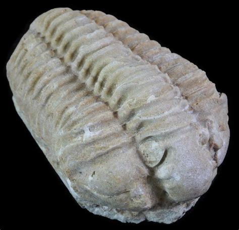 Wisconsin State Fossil - Trilobite (Calymene Celebra) - FossilEra.com