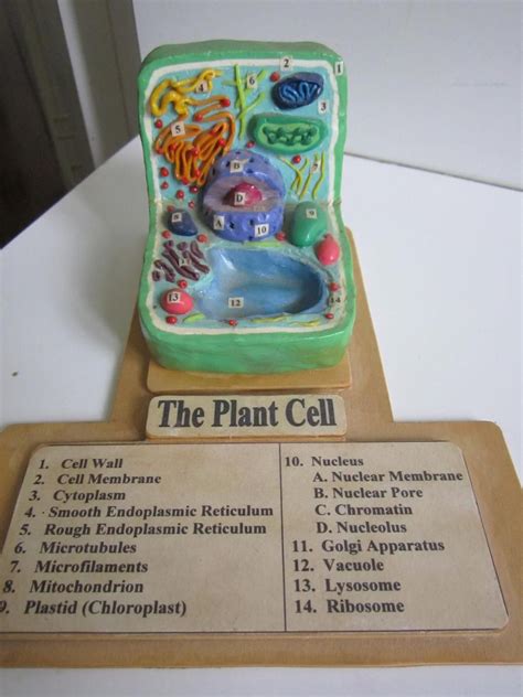 Plant Cell with Key by Ballerinatwin3 on DeviantArt | Plant cell model ...