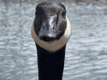 Goose Honk GIF - Goose Honk Inhale - Discover & Share GIFs