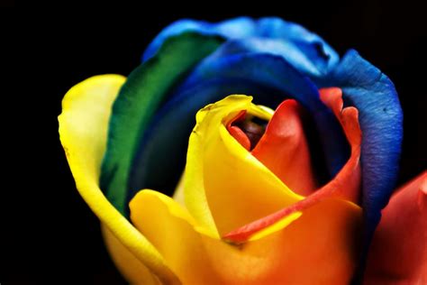 ¿Cómo tener tus propias rosas arcoiris?