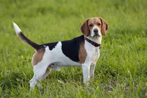 How Do I Know If My Beagle Is Purebred?