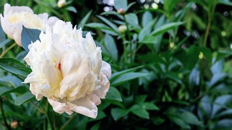 Premium Photo | Lush pink flower peony among green leaves