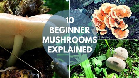 Mushroom Foraging for Beginners | find my recipes