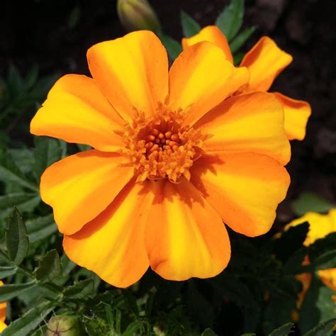 Marigold Bambino | Growing marigolds, October birth flowers, Marigold