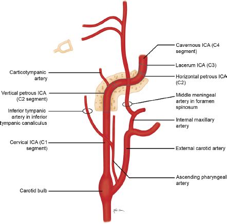 Branches Of Internal Carotid