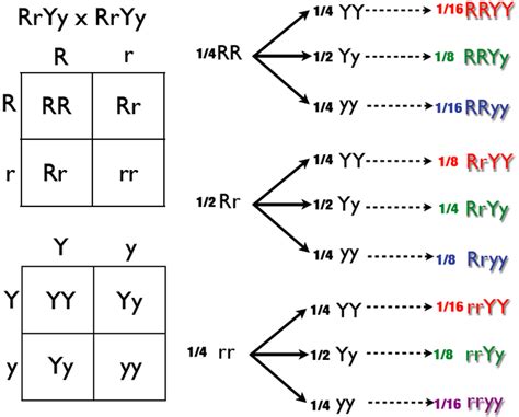 The addition rule: If a genotype can be formed in more than one way, its probability is the sum ...