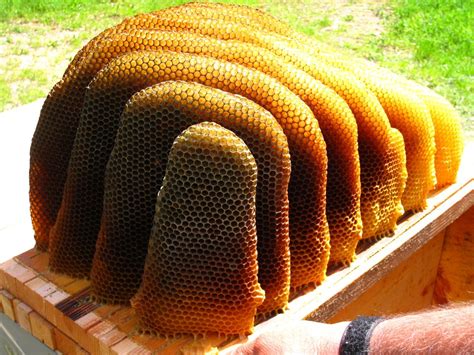 The Melissa Garden | Bee keeping, Bee, Bee hive