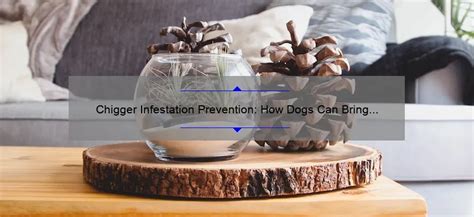 Chigger Infestation Prevention: How Dogs Can Bring Chiggers into Your Home [Expert Tips and ...