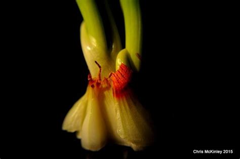 Dark Onion | Shot photo, Photo contest, Photo