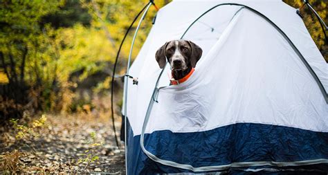 Camping With Dogs – Tips To Have The Best Time Ever - December.2024