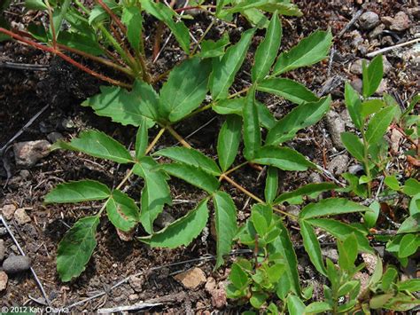 Aralia hispida (Bristly Sarsaparilla): Minnesota Wildflowers