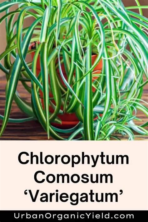 11 Varieties Of Chlorophytum Plants (Spider Plants) | UrbanOrganicYield.com