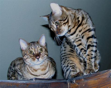 File:Two bengal cats edit.jpg - Wikimedia Commons