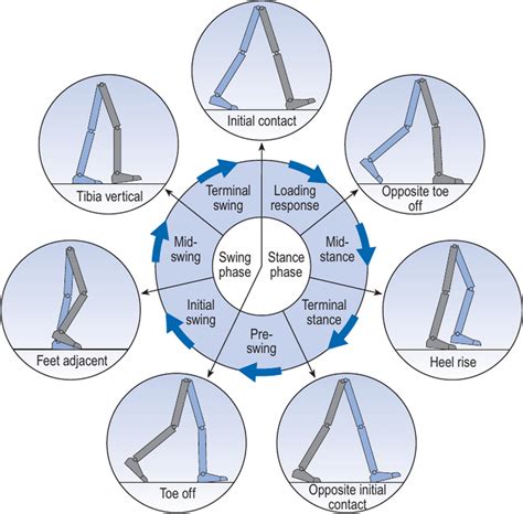 Phases of the gait cycle described by Whittle [7], it is possible to... | Download Scientific ...