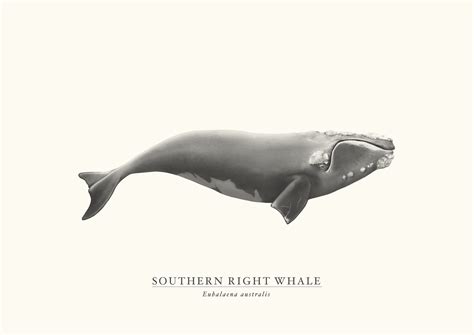 Southern Right Whale