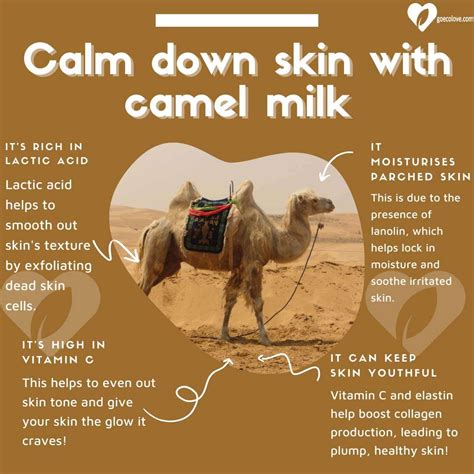 Camel Milk - Go Eco Love