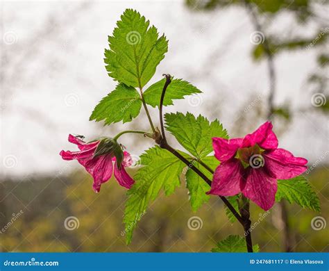 Salmonberry Flower Rubus Spectibilis in a Forest Stock Image - Image of chamaemorus, environment ...