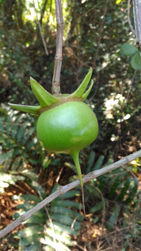 Sonneratia caseolaris – eFlora of India