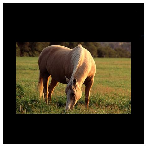 Horses were traded on the Columbian Exchange too. They were used to ...